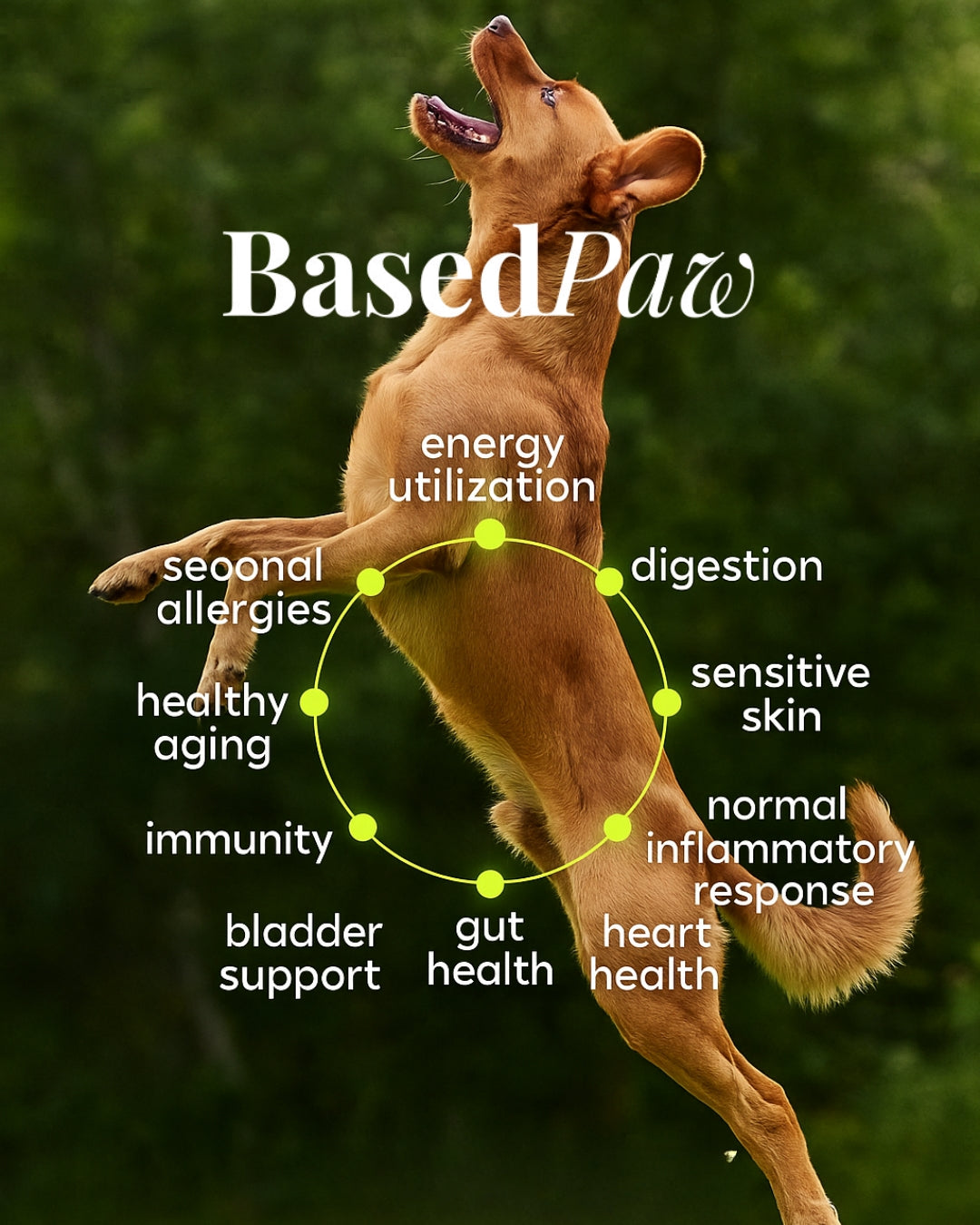 BasedPaw MultiGreens+